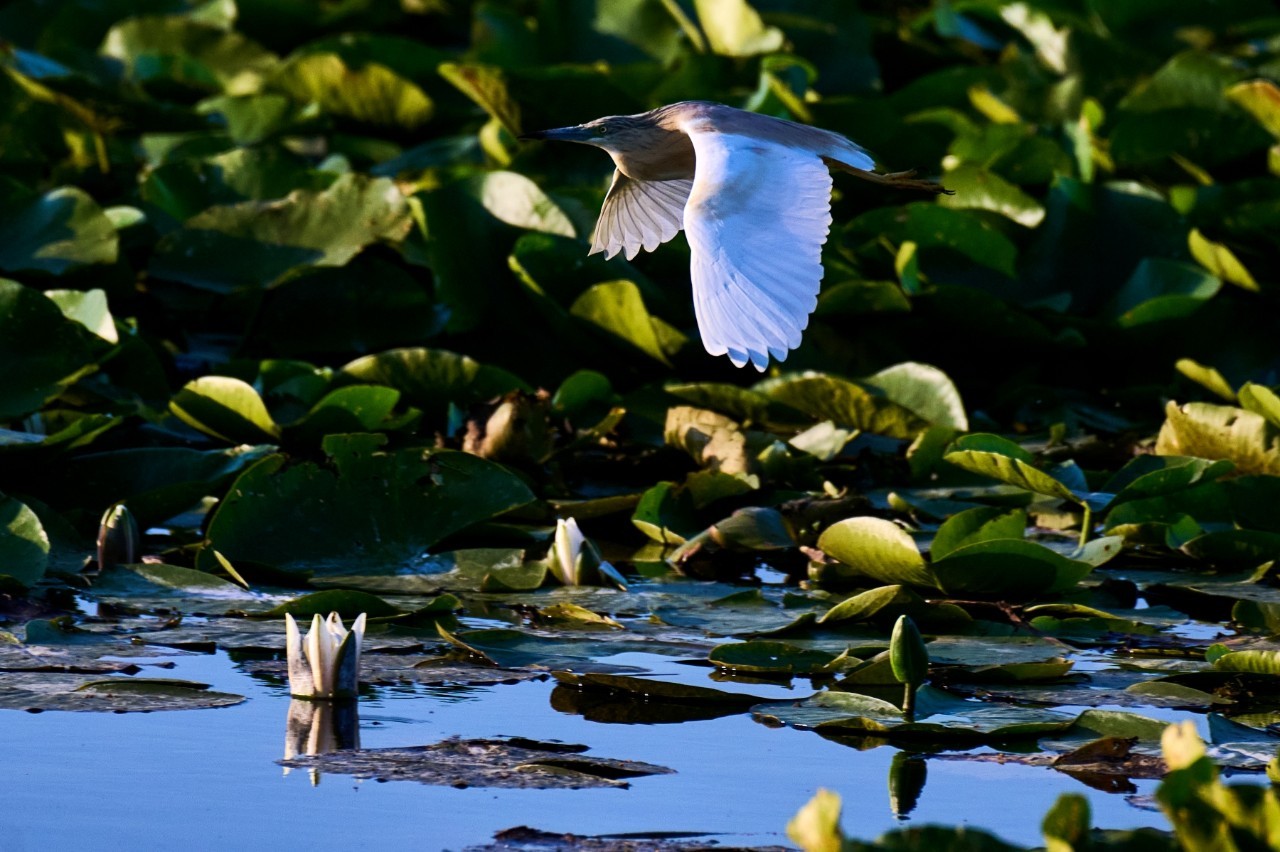 Supporting biodiversity, the Danube River, Romania. Image courtesy of Raed Krishan.