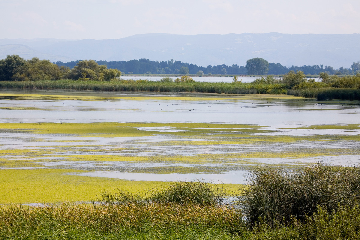 Wetland along the Danube River, Portile de Fier Nature Park, Romania. Copyright Credit: © Michel Gunther / WWF. 
