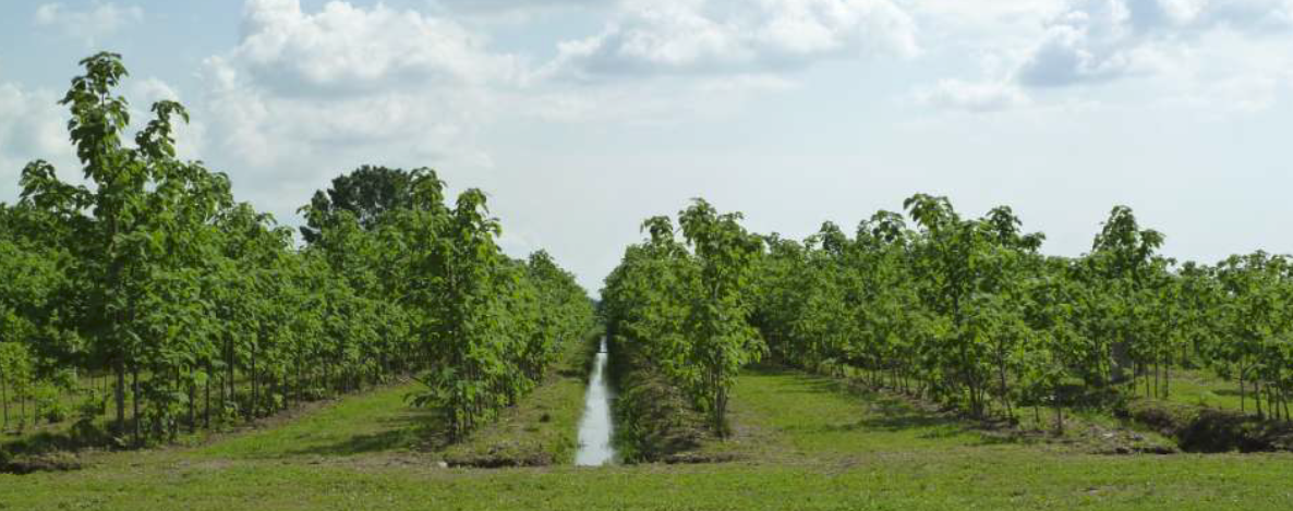 Forest Infiltration Area