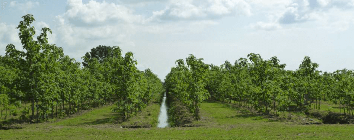 Forest Infiltration Area