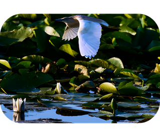 Untitled design - biodiversity